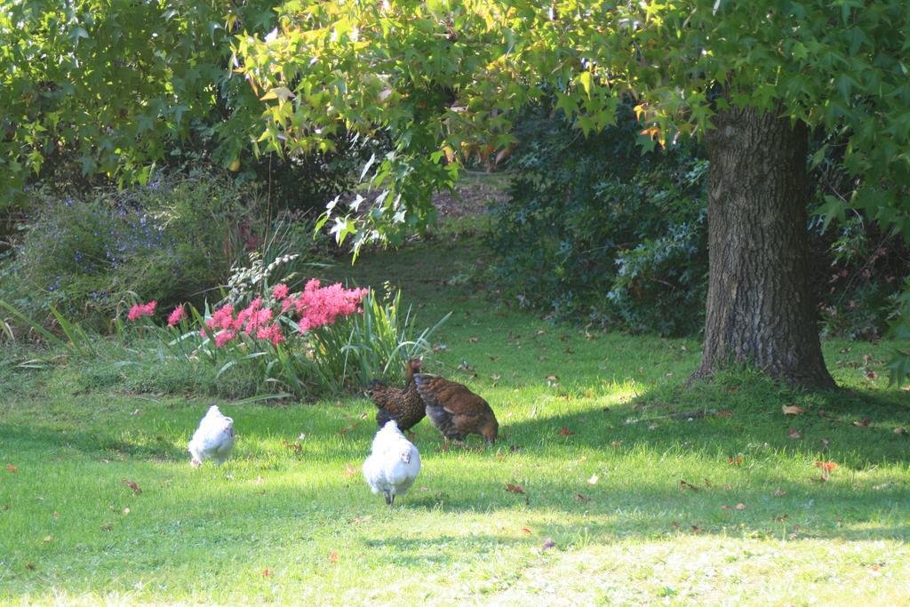 Strathmore Farm B&B Mirboo North 외부 사진
